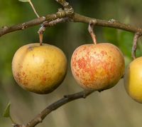 Ross Nonpareil æble 